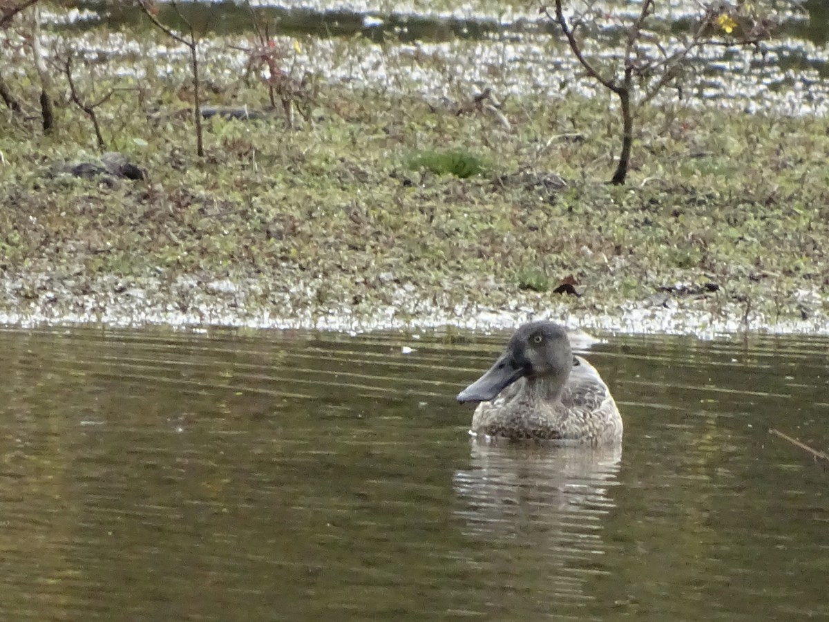 Canard souchet - ML184179681