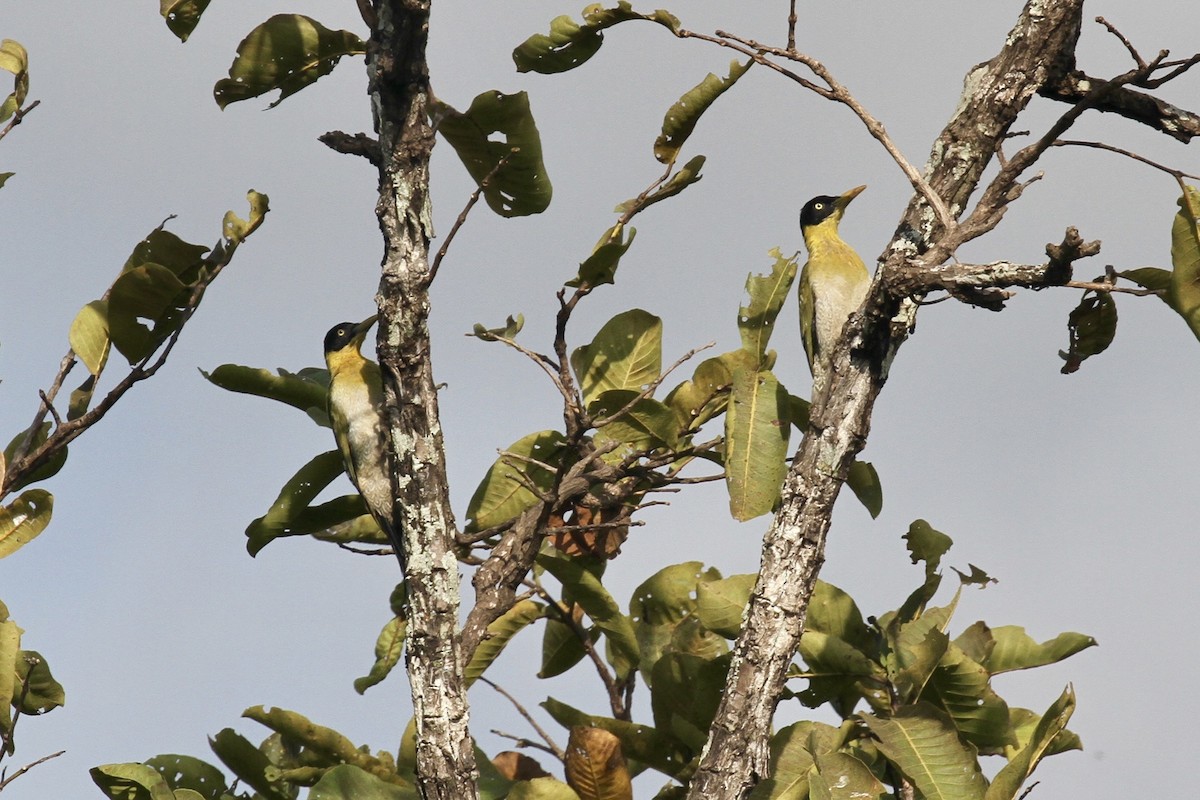 Black-headed Woodpecker - Juan martinez