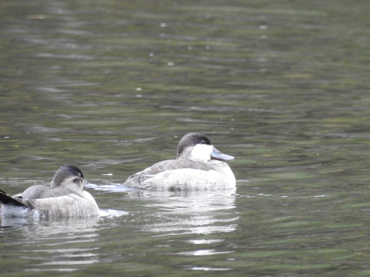 Ruddy Duck - ML184181071