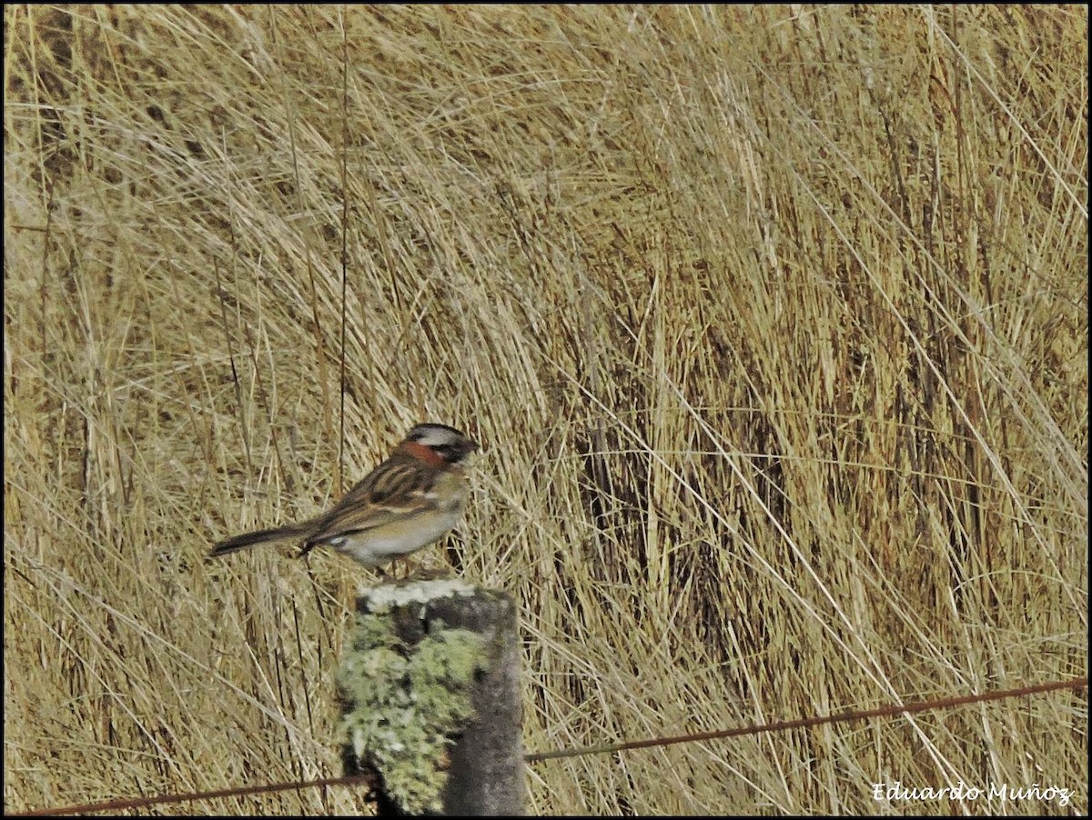 Rufous-collared Sparrow - ML184181081