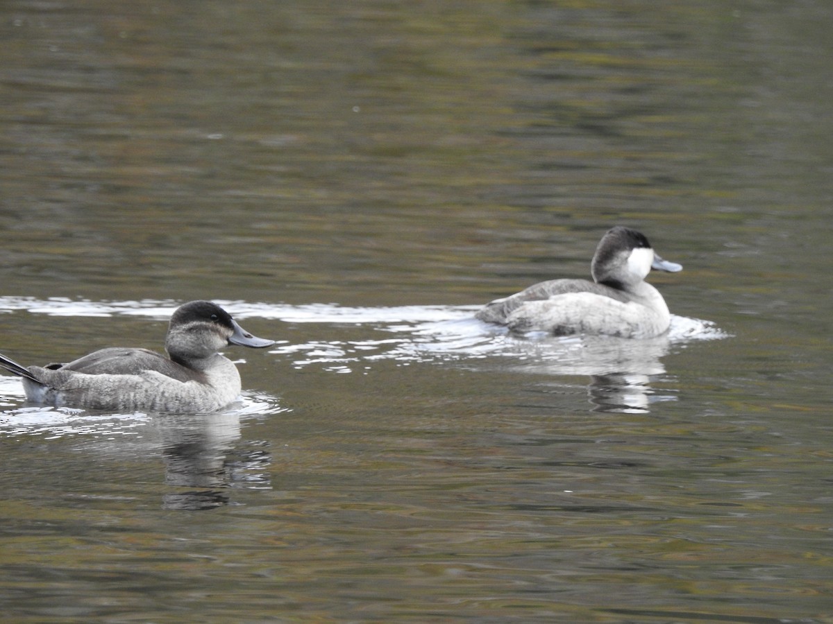 Ruddy Duck - ML184181151