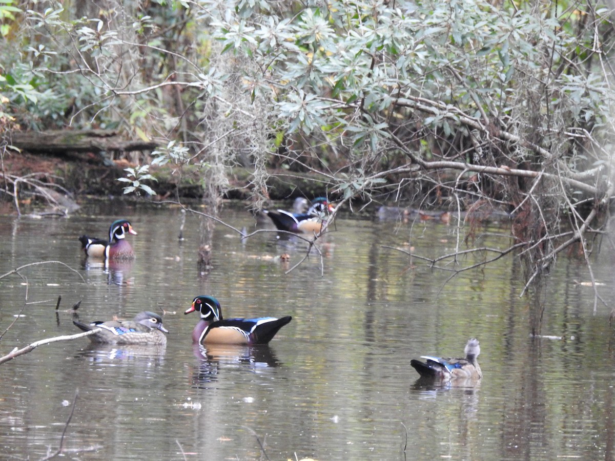 Wood Duck - ML184181201