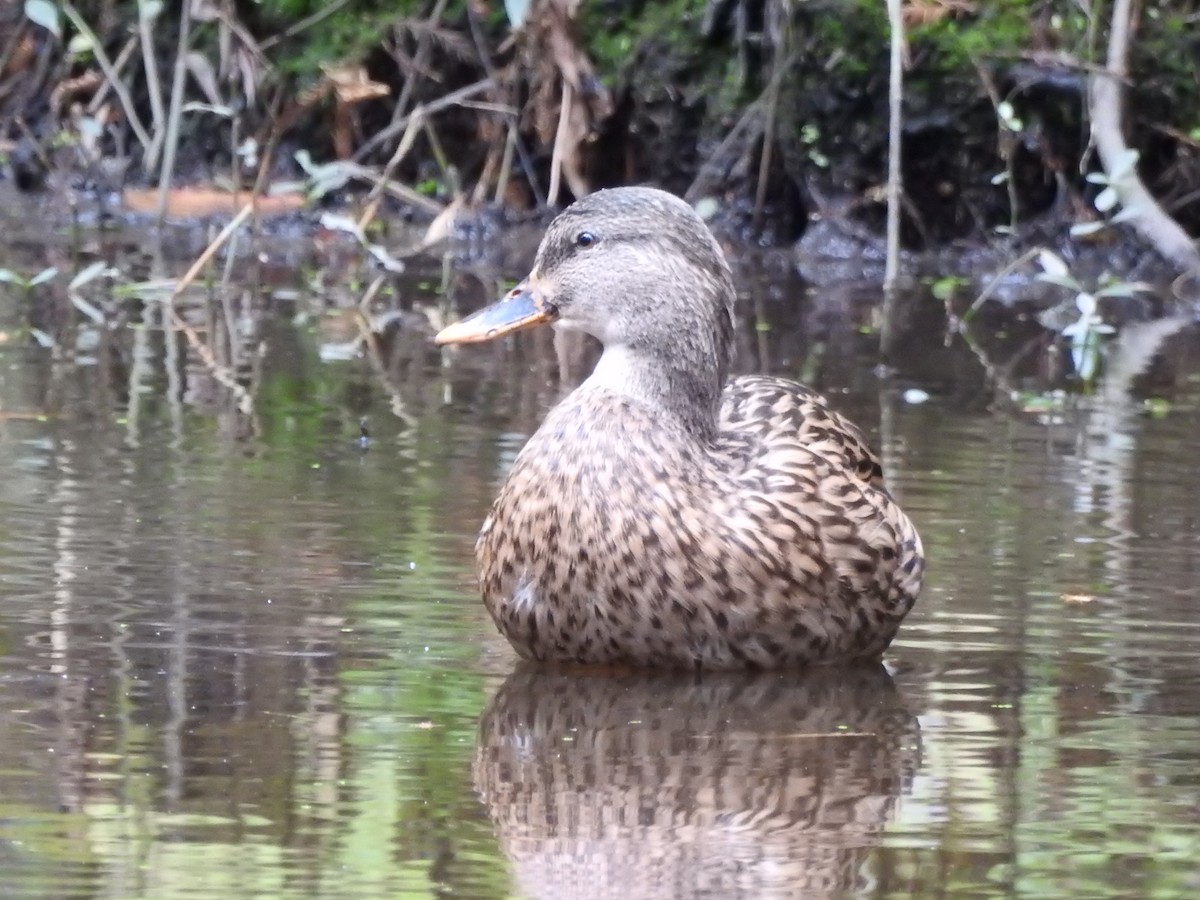 Mallard - ML184181261