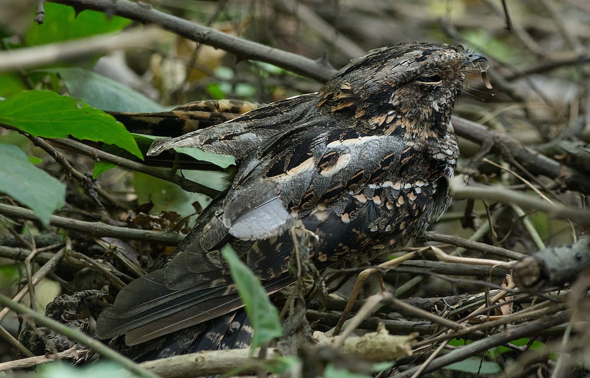 Scissor-tailed Nightjar - LUCIANO BERNARDES