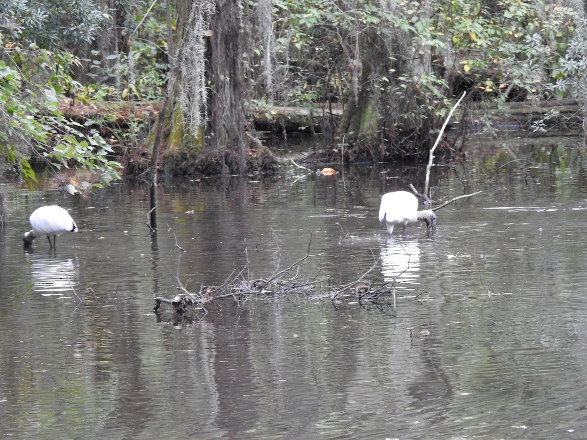 Wood Stork - ML184181421