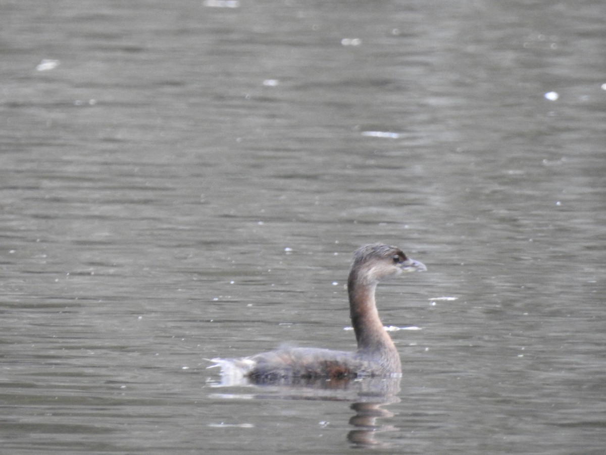 Pied-billed Grebe - ML184181511