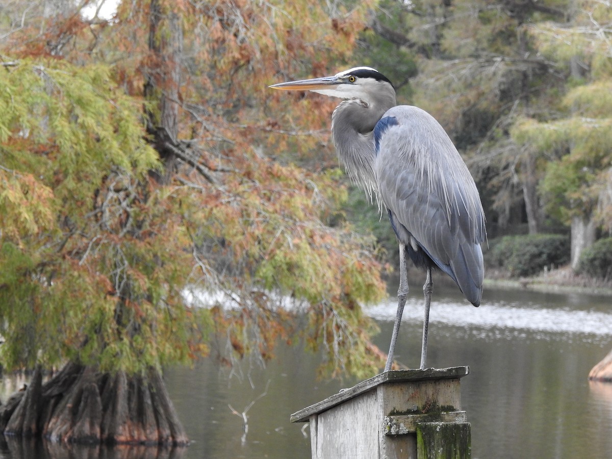 Great Blue Heron - ML184181621
