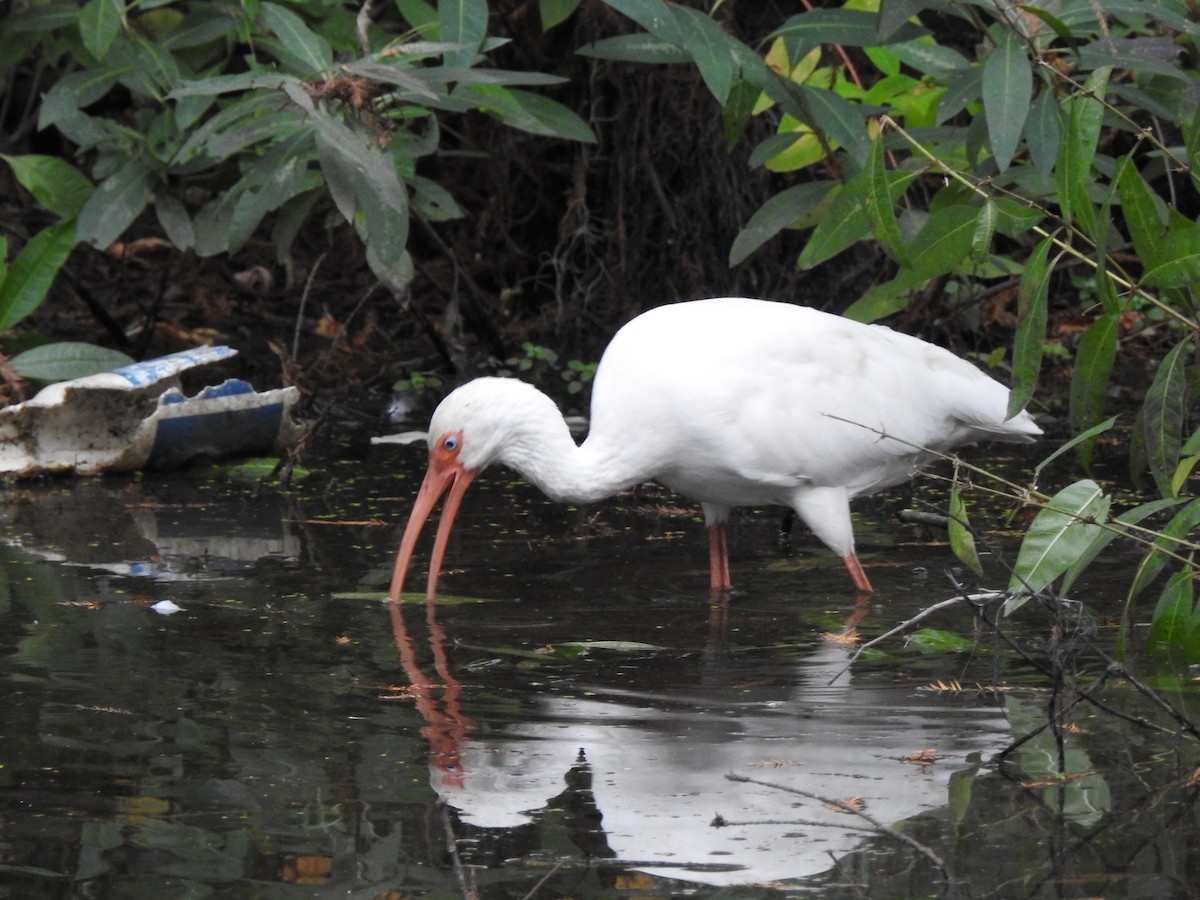 White Ibis - ML184181881