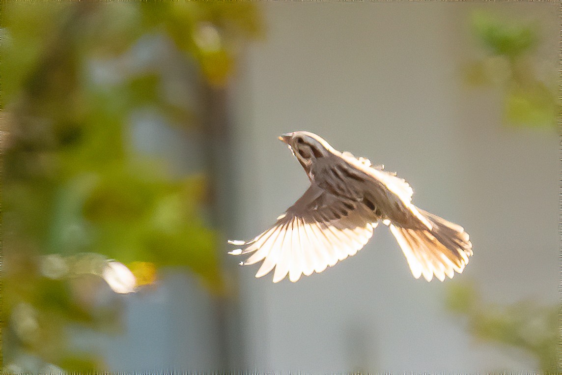 Song Sparrow - ML184184041