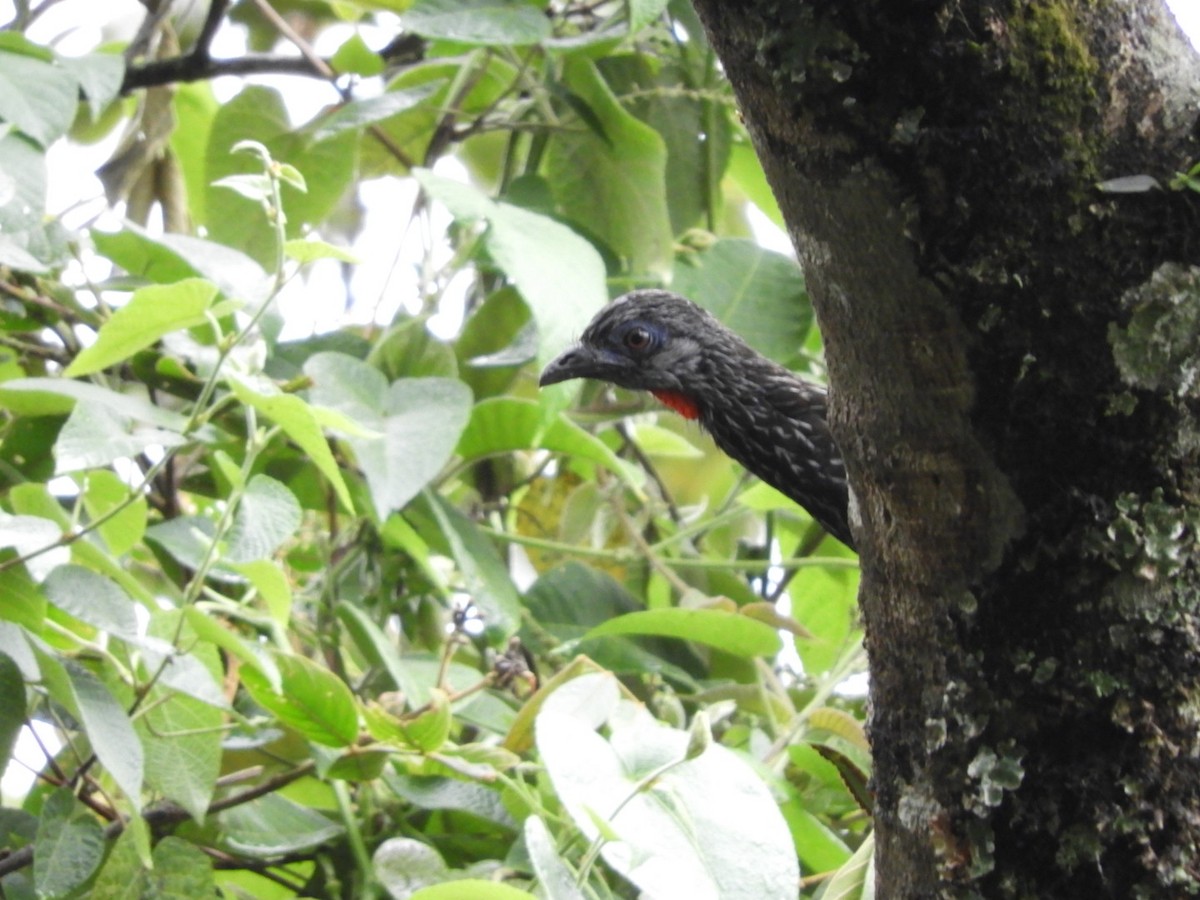 Andean Guan - ML184184581