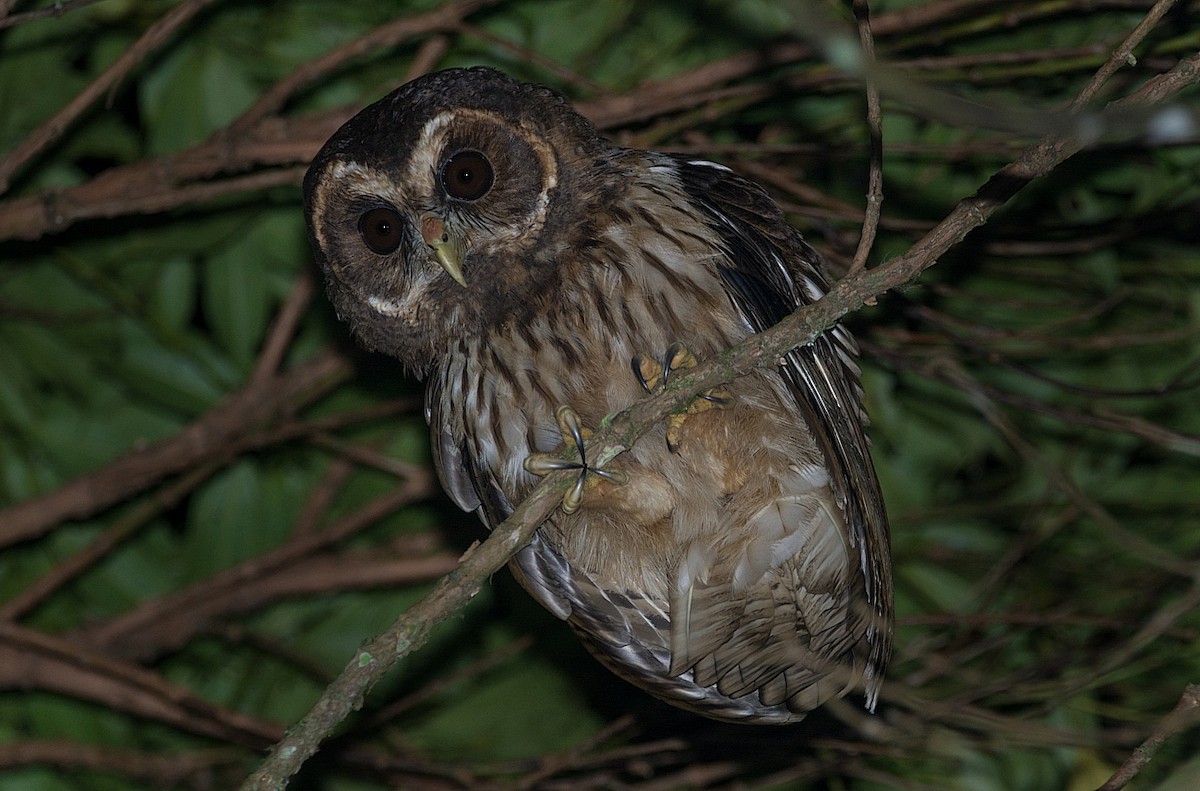 Mottled Owl - ML184185541