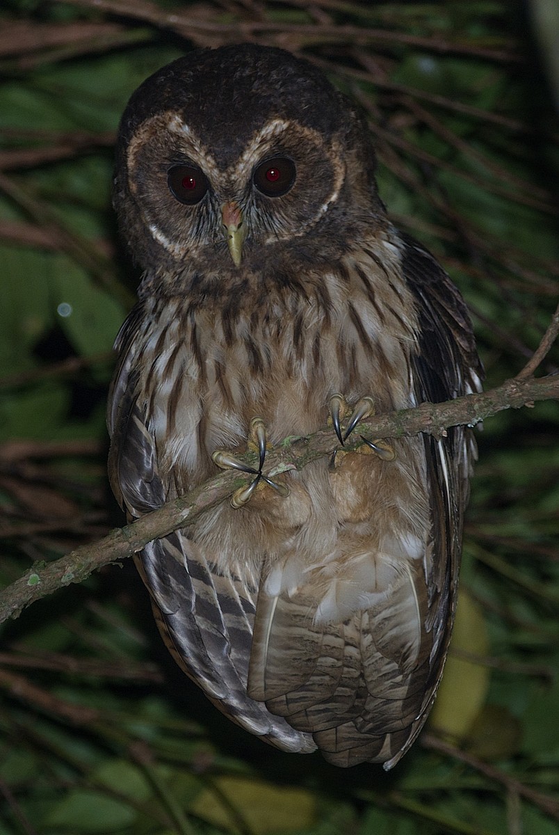 Mottled Owl - ML184185551