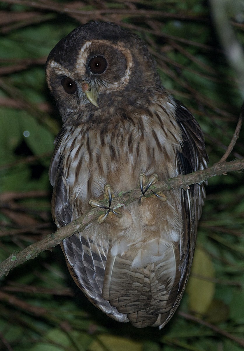 Mottled Owl - ML184185561