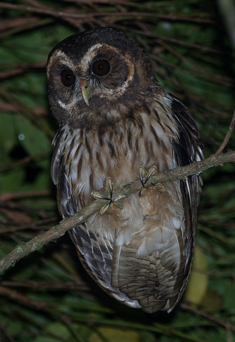 Mottled Owl - ML184185571