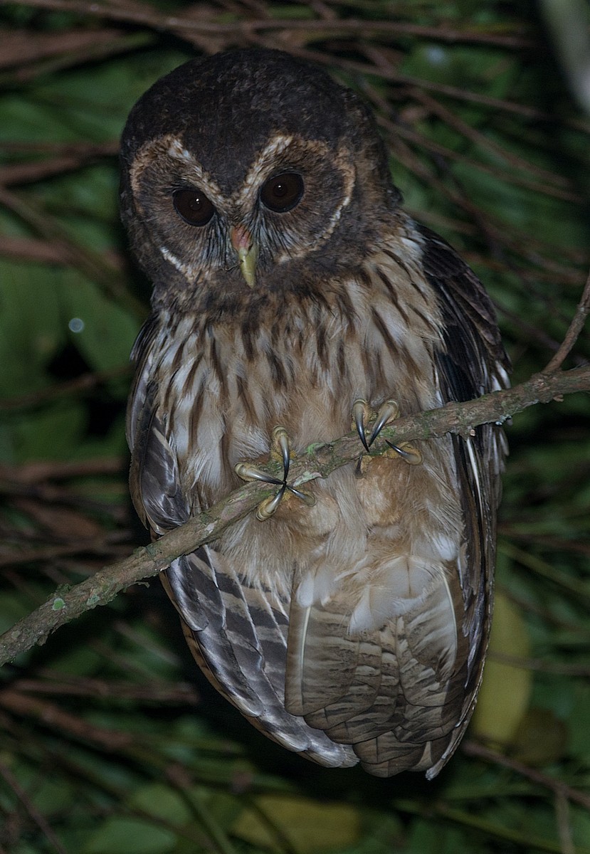 Mottled Owl - ML184185581