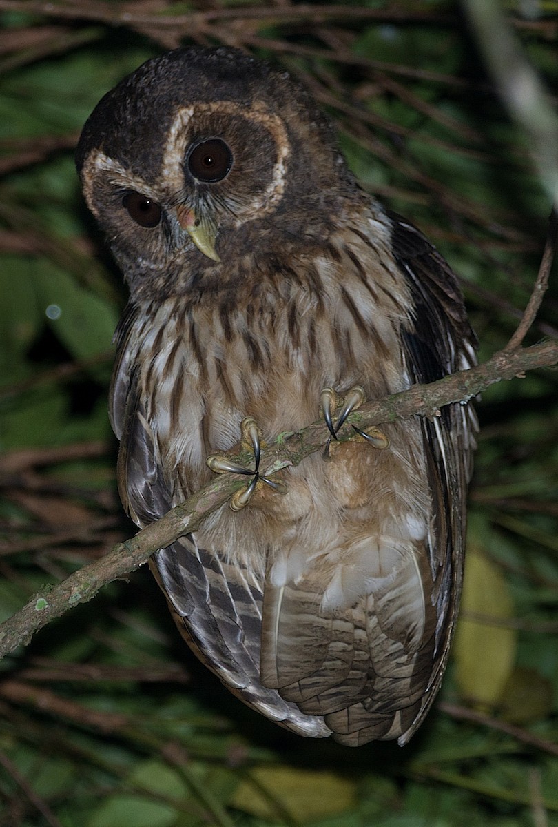 Mottled Owl - ML184185591