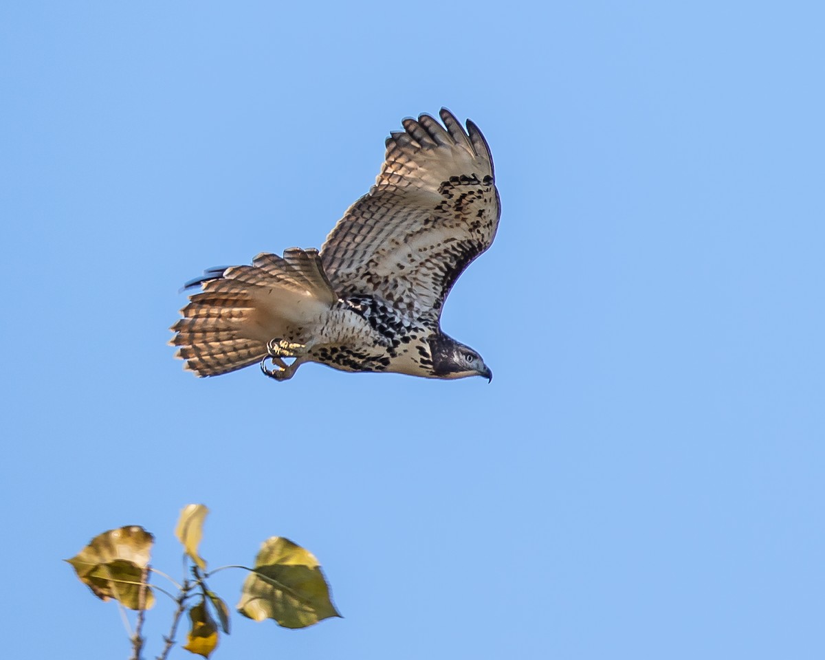 Red-tailed Hawk (borealis) - Jeremy Coleman