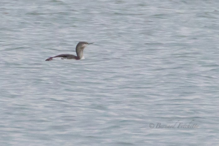 Red-throated Loon - ML184186241