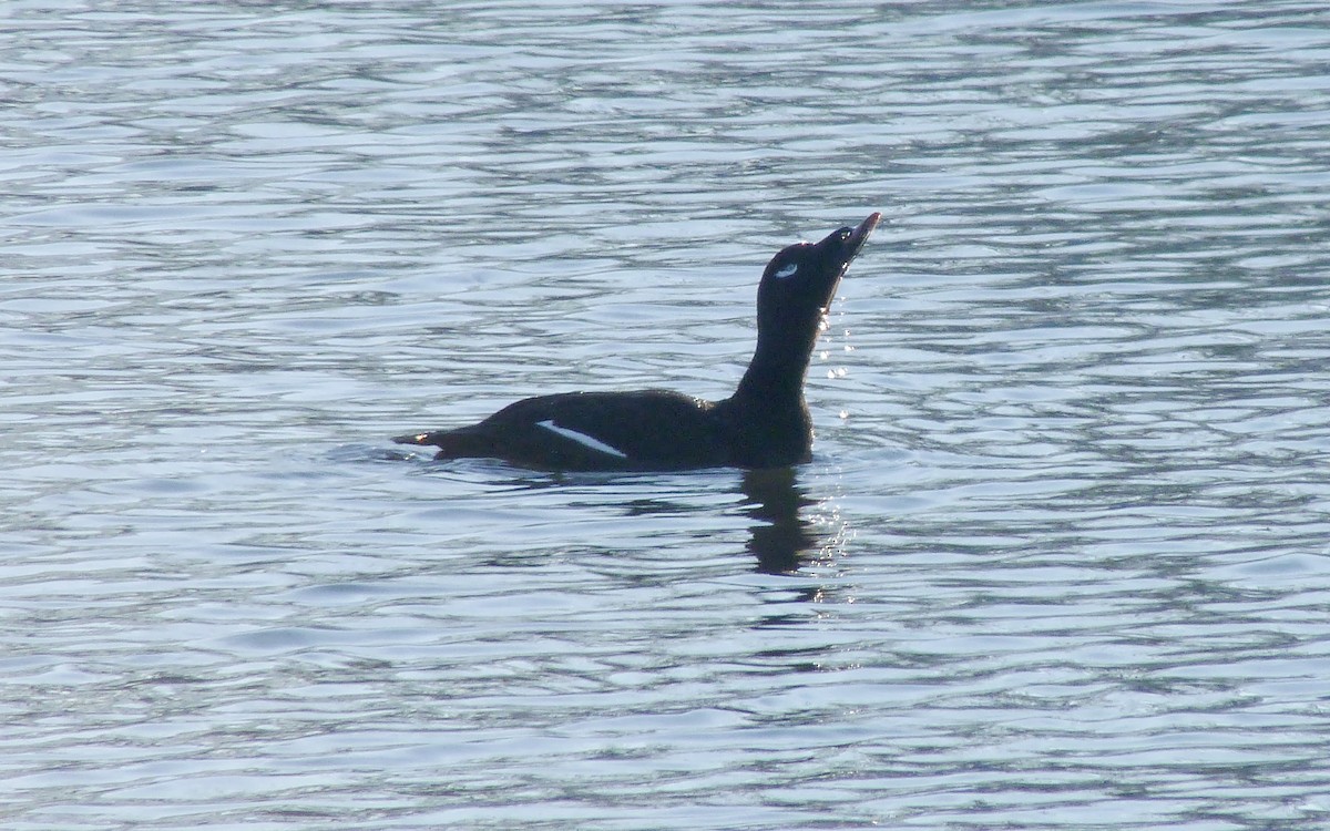 White-winged Scoter - ML184187331