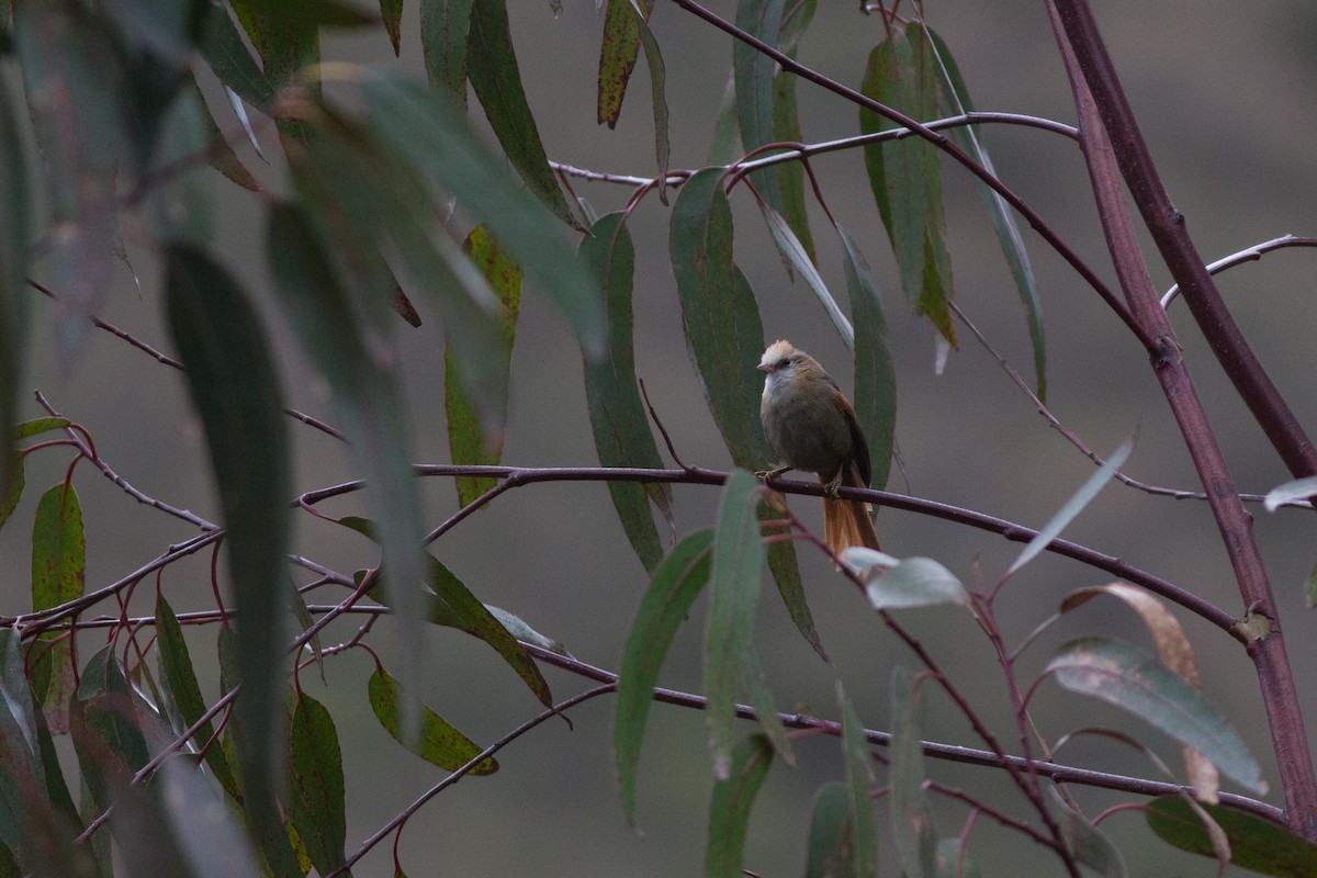 Creamy-crested Spinetail - ML184187751