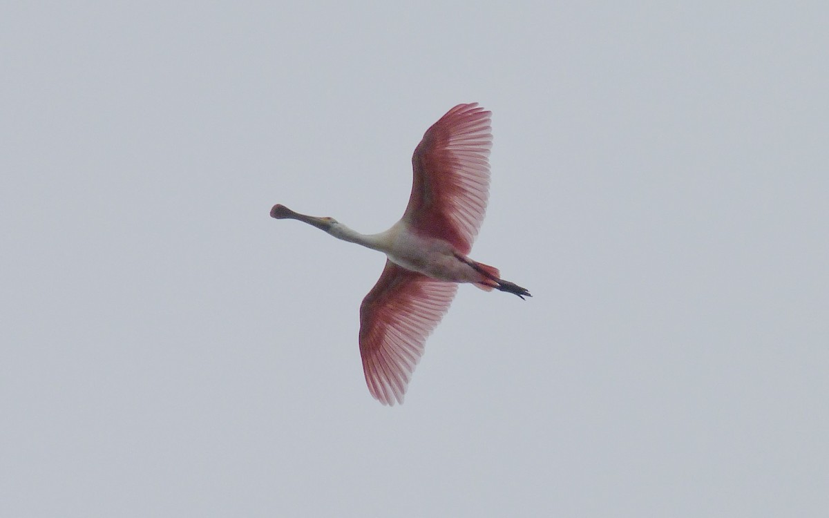 Roseate Spoonbill - Sean Fitzgerald