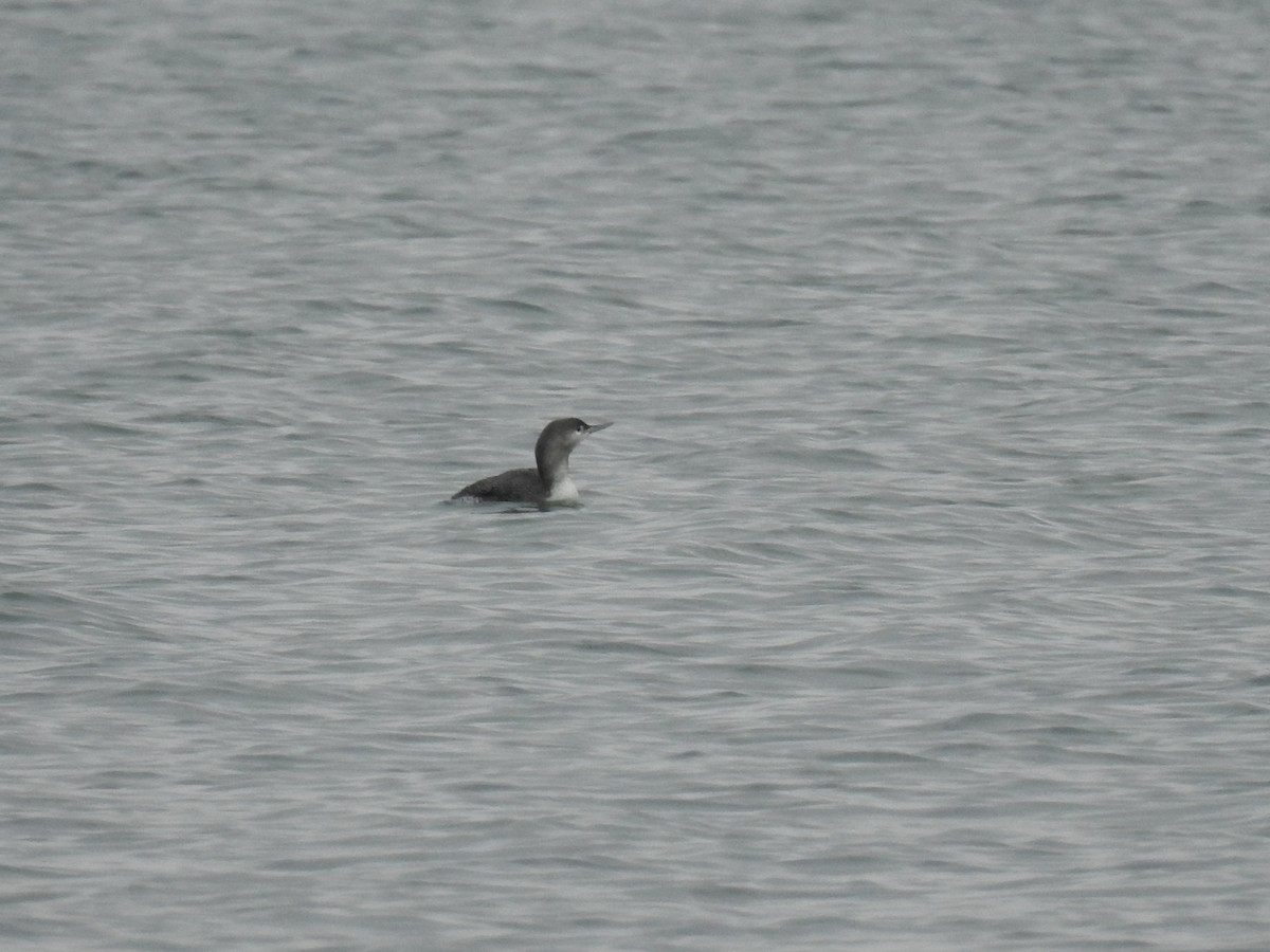 Red-throated Loon - ML184190251
