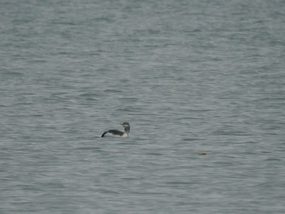Red-throated Loon - ML184190391
