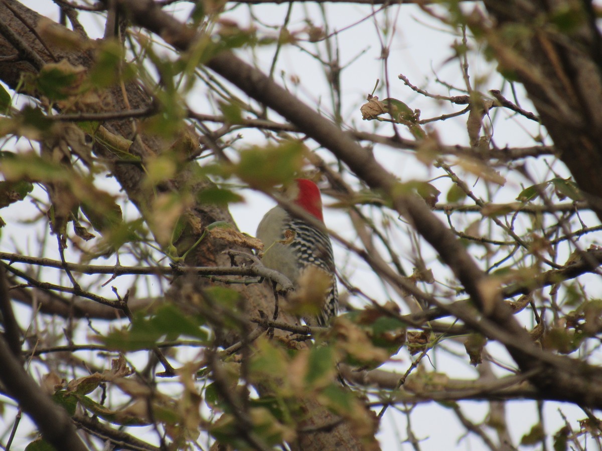 Red-bellied Woodpecker - ML184190541