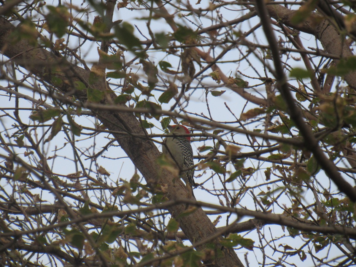 Red-bellied Woodpecker - ML184190551