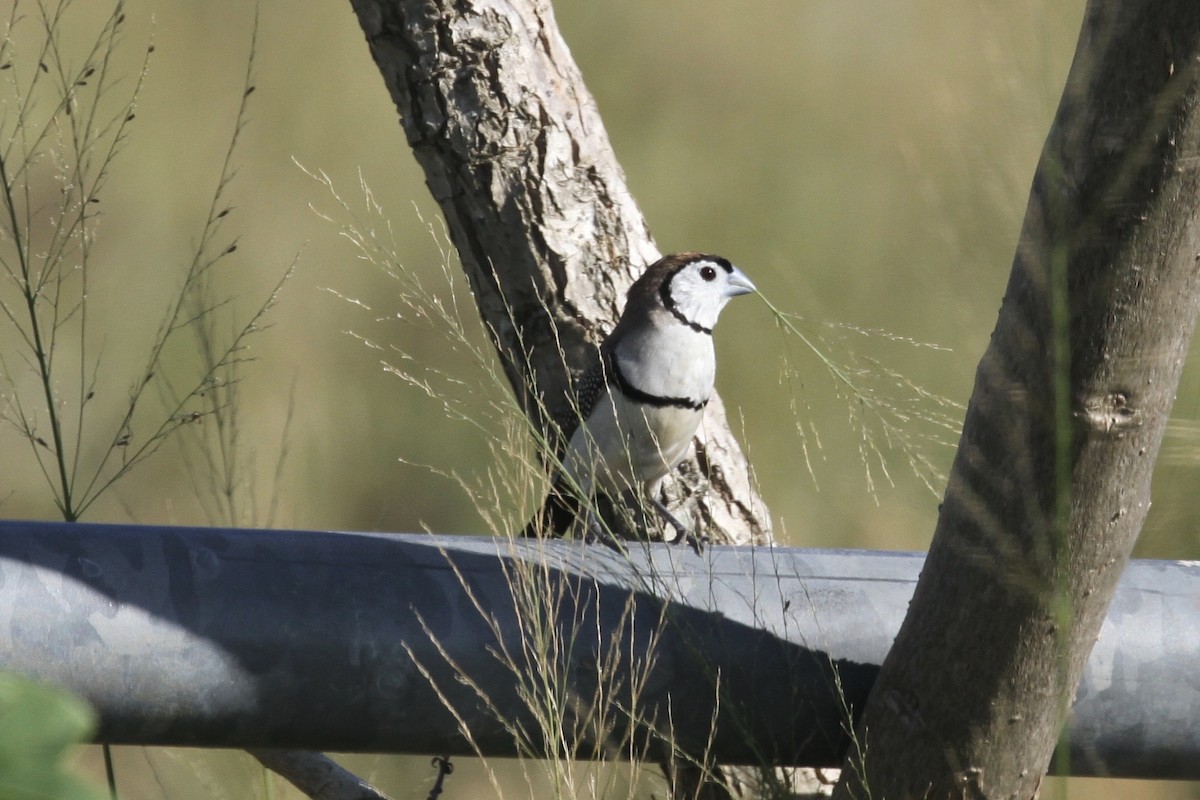 Double-barred Finch - ML184192911