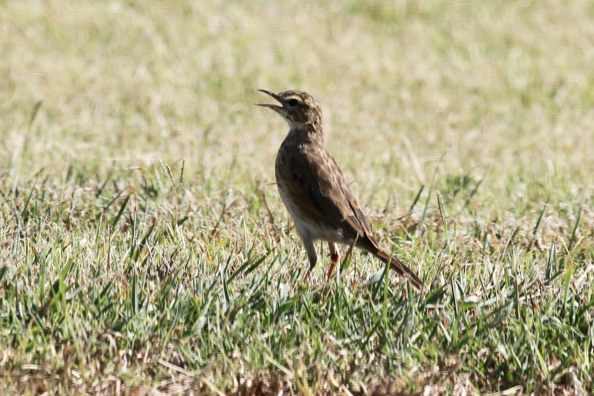 Australian Pipit - Juan martinez