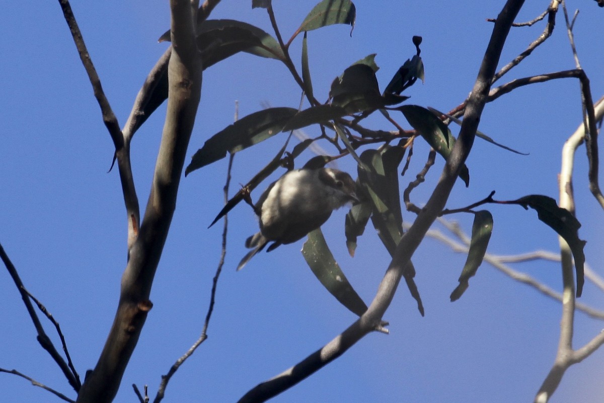 Brown-headed Honeyeater - ML184195131