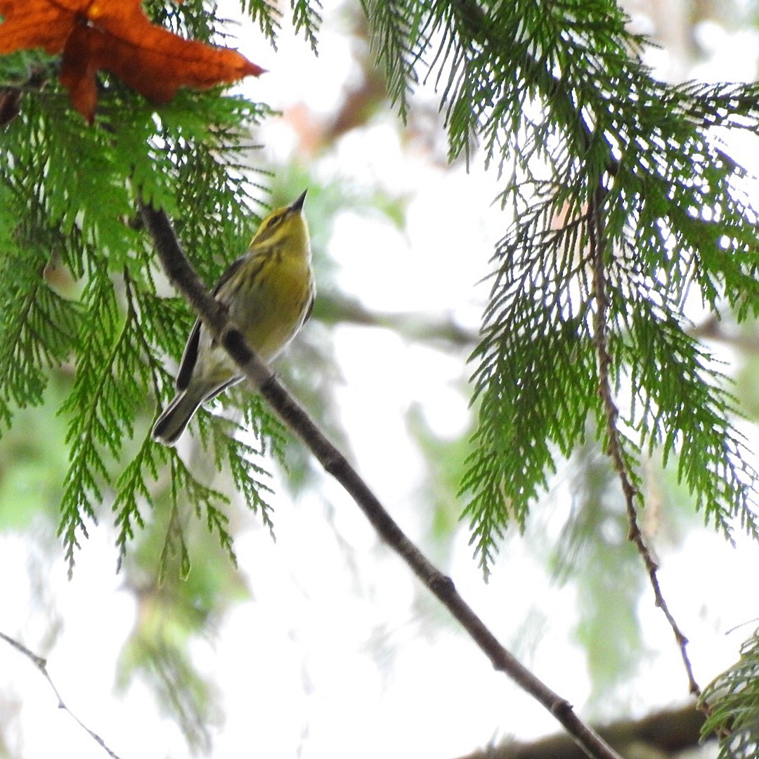 Townsend's Warbler - Susan Kirkbride