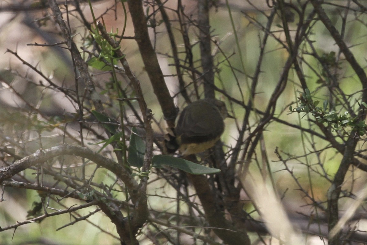 Buff-rumped Thornbill - ML184195421