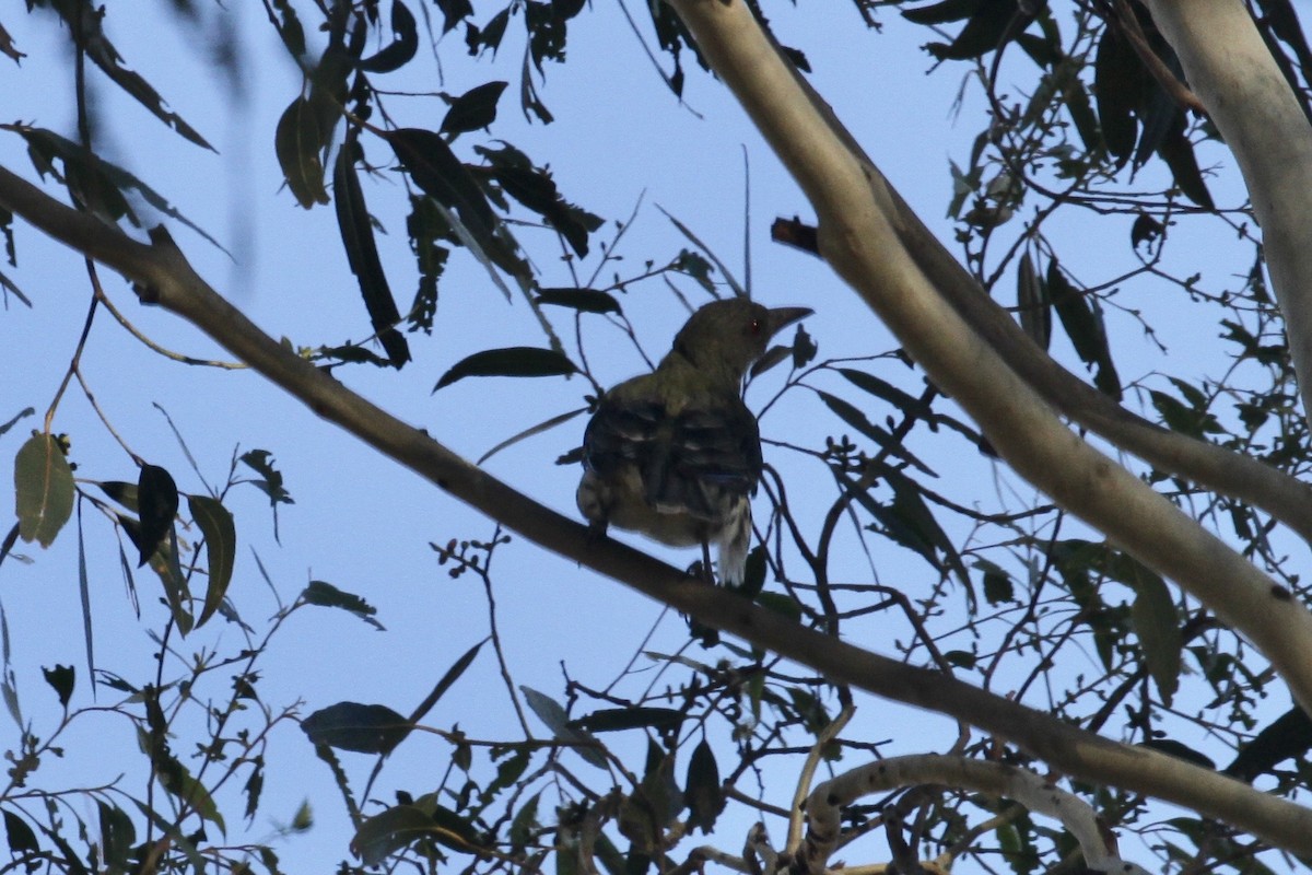 Olive-backed Oriole - ML184195501