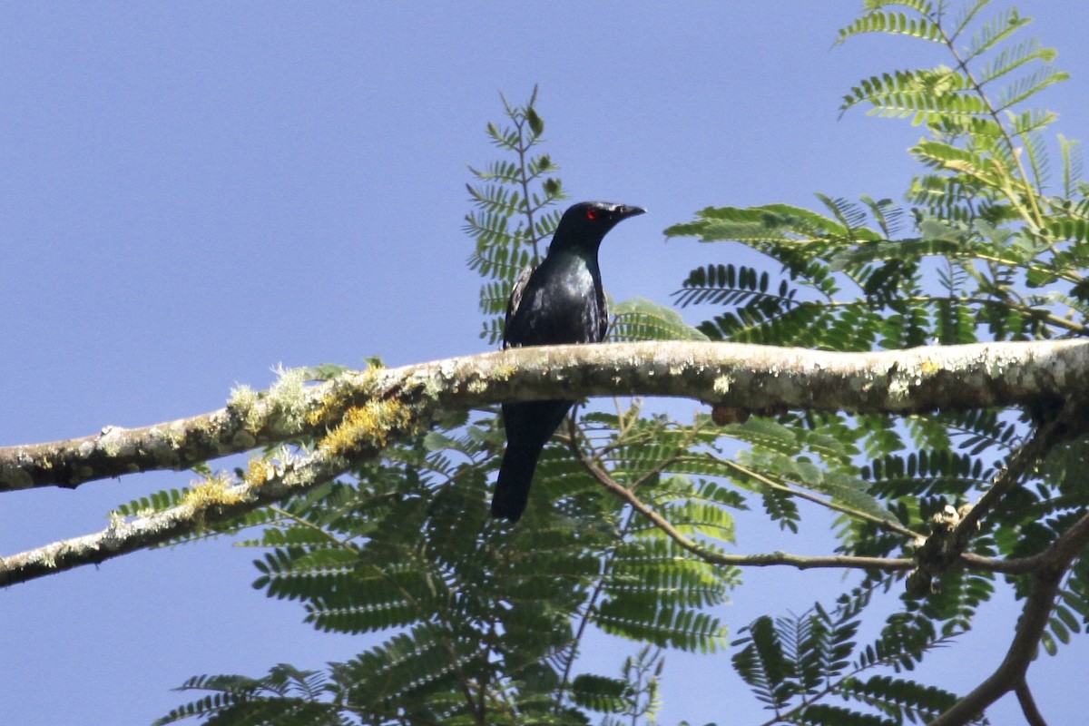 Short-tailed Starling - Juan martinez