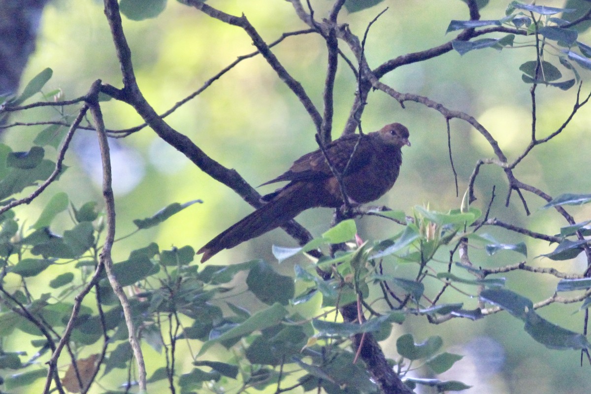 Ruddy Cuckoo-Dove - ML184195761