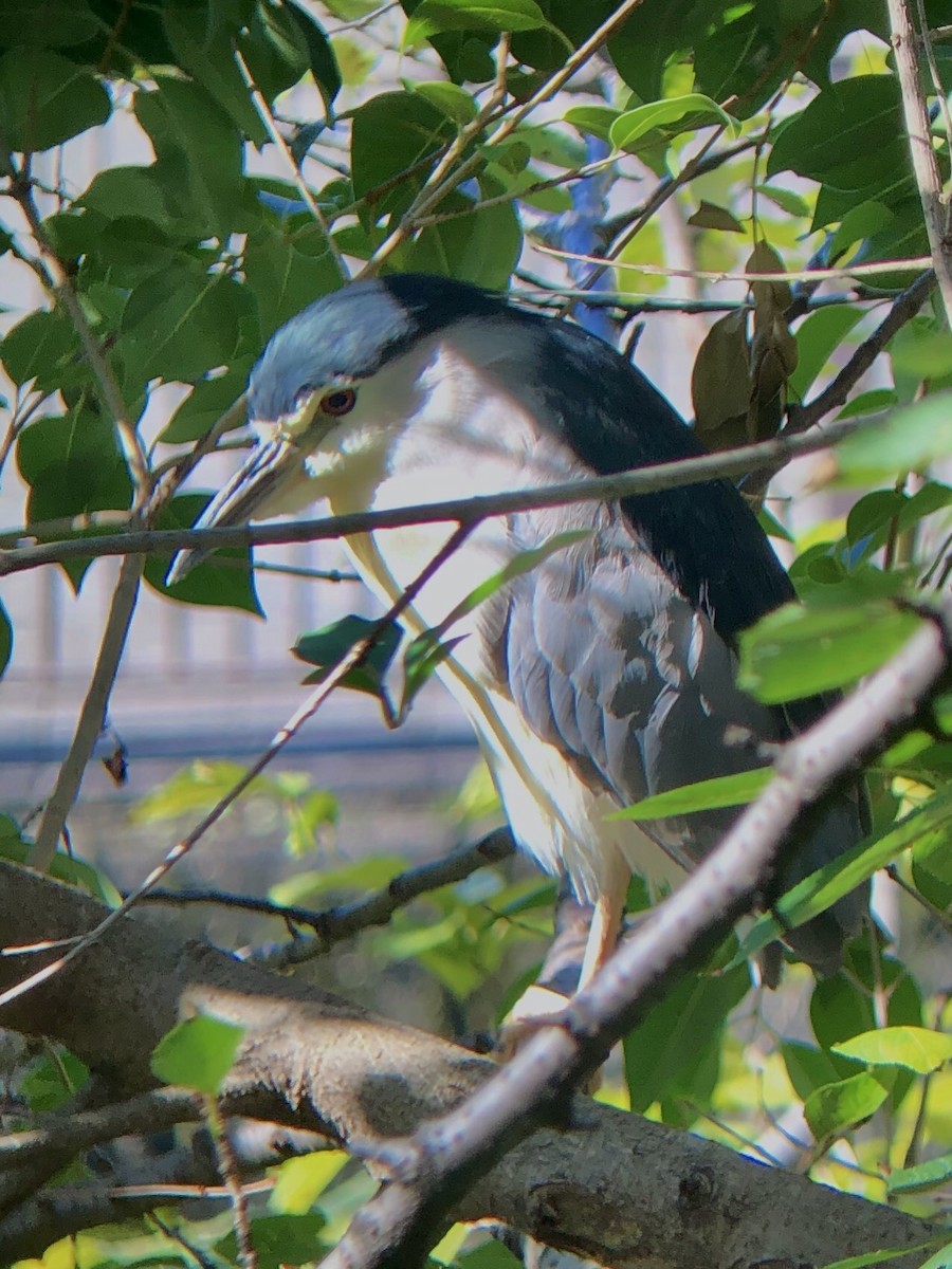 Black-crowned Night Heron (Eurasian) - ML184199831