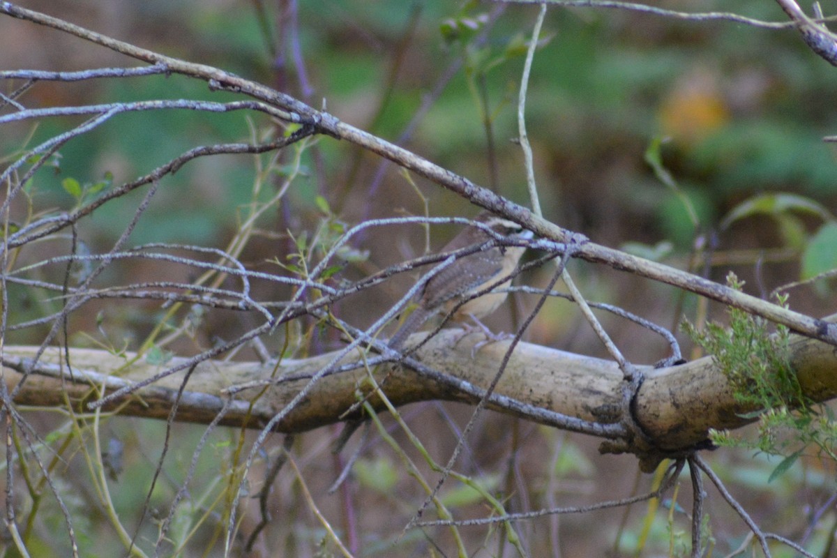 Carolina Wren - ML184201291