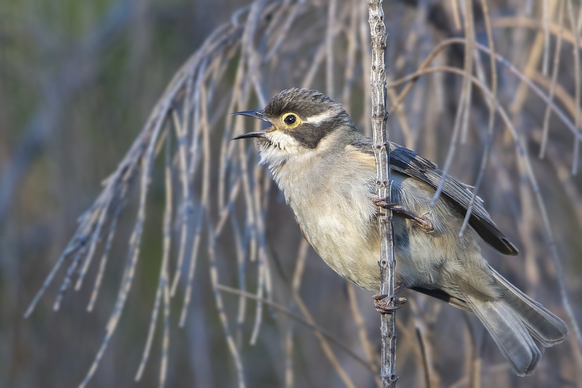Brown-headed Honeyeater - ML184209751