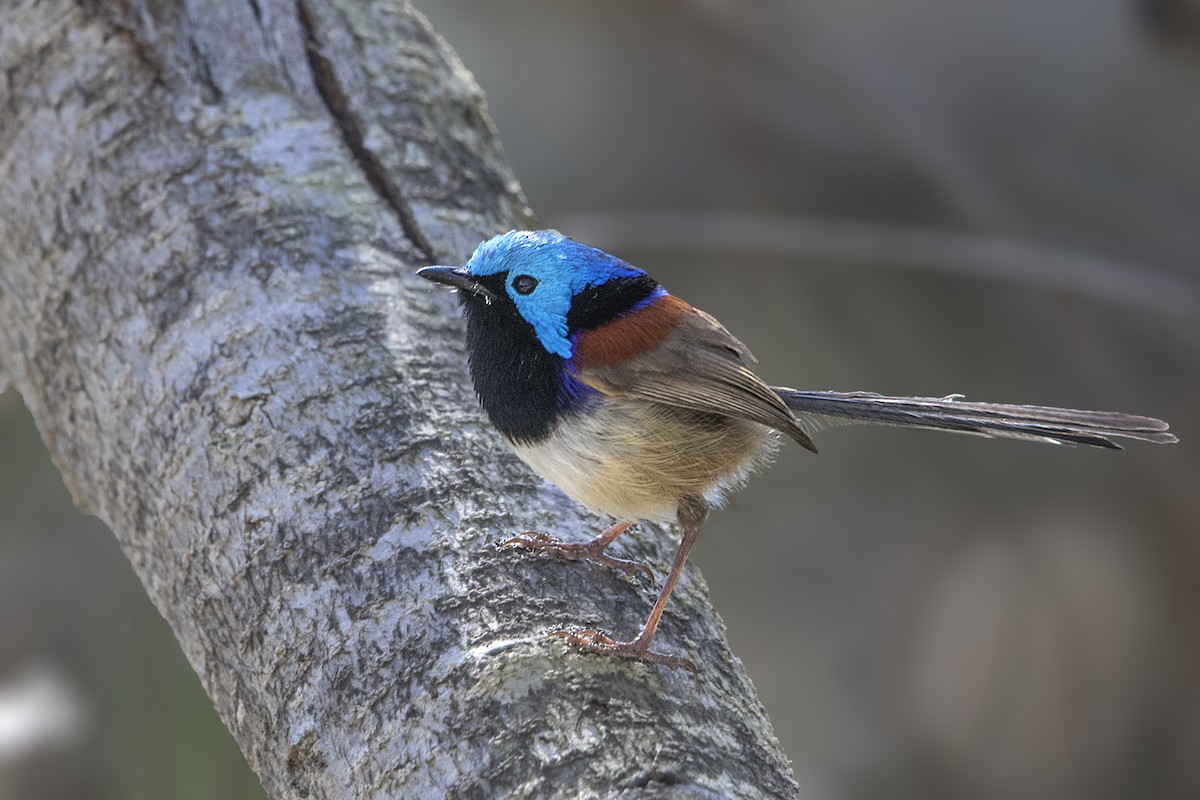 Variegated Fairywren - ML184209841