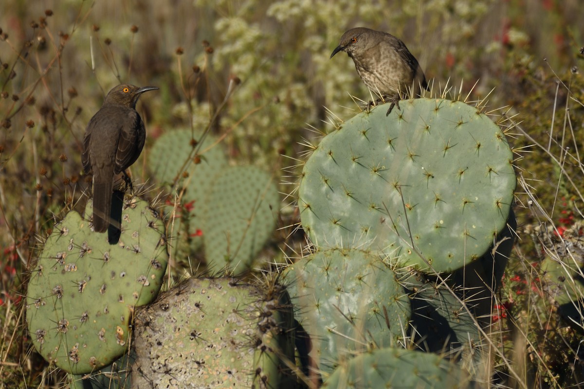 Curve-billed Thrasher - ML184211731