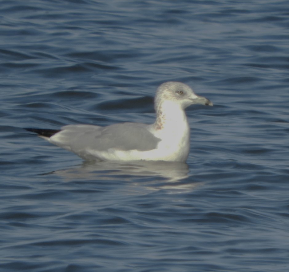 Ring-billed Gull - ML184211991