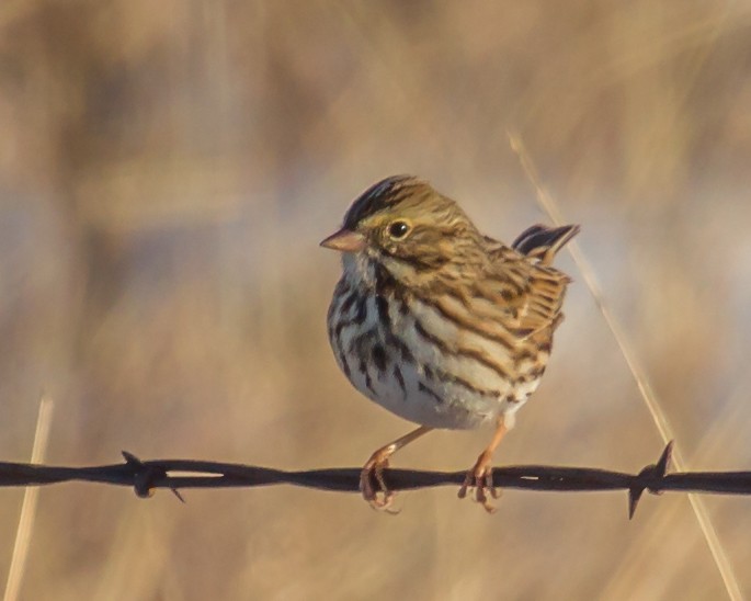 Savannah Sparrow - Sue Smith