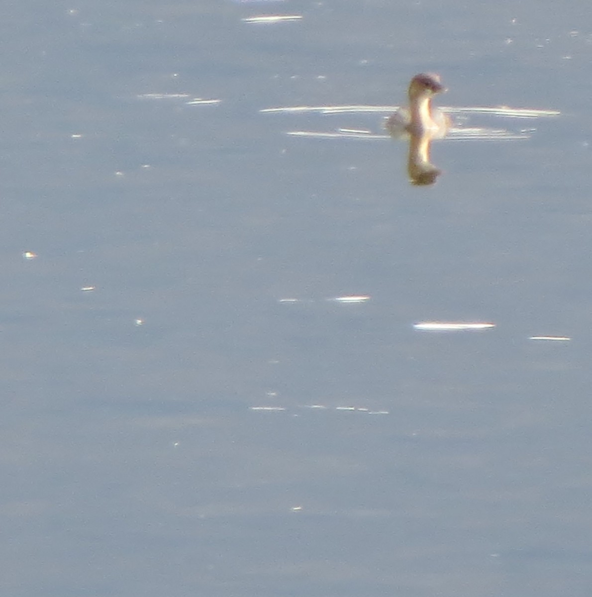 Pied-billed Grebe - ML184213551