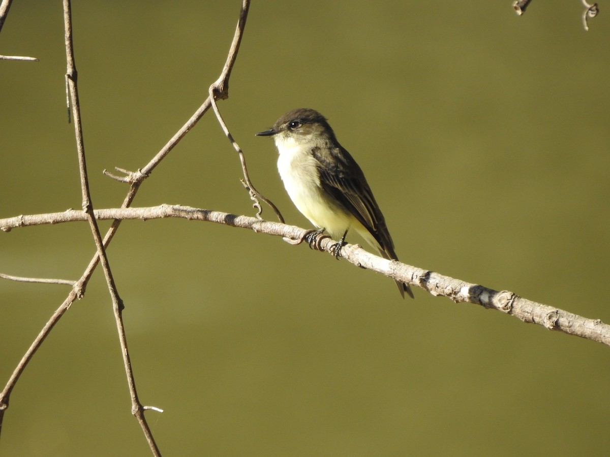 Eastern Phoebe - ML184214381