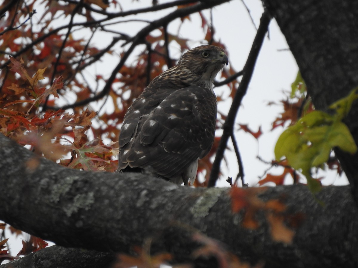 Cooper's Hawk - ML184215661