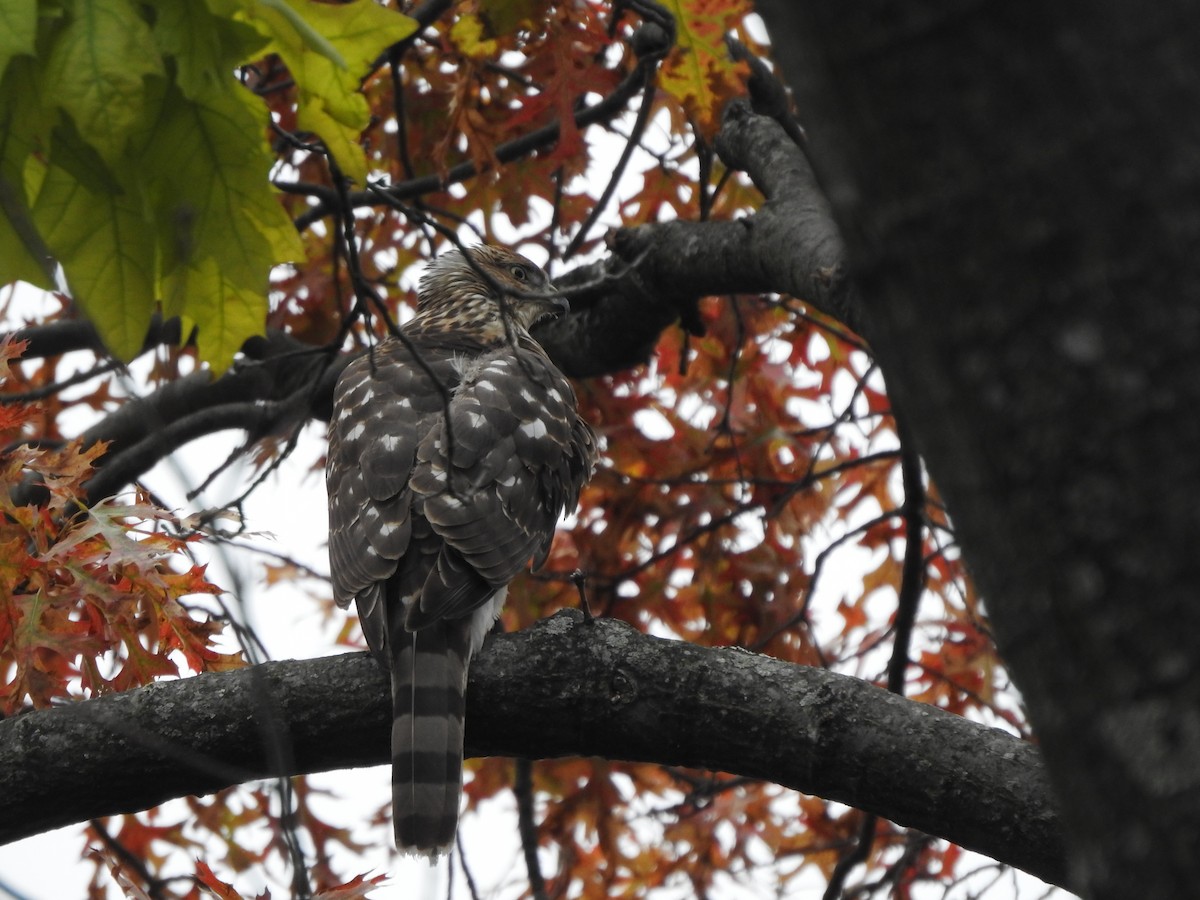 Cooper's Hawk - ML184215711