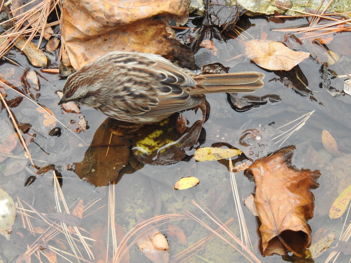 Song Sparrow - ML184215991