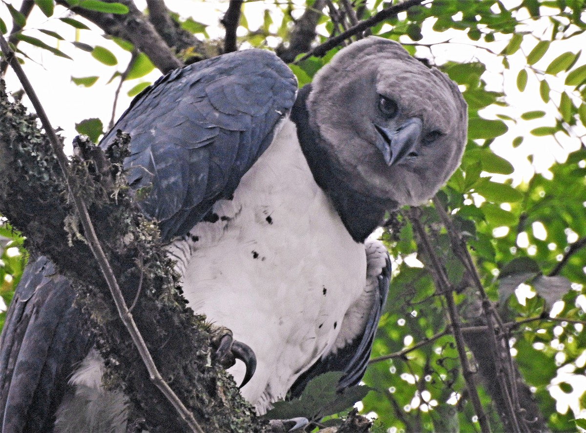 Harpy Eagle - ML184216151